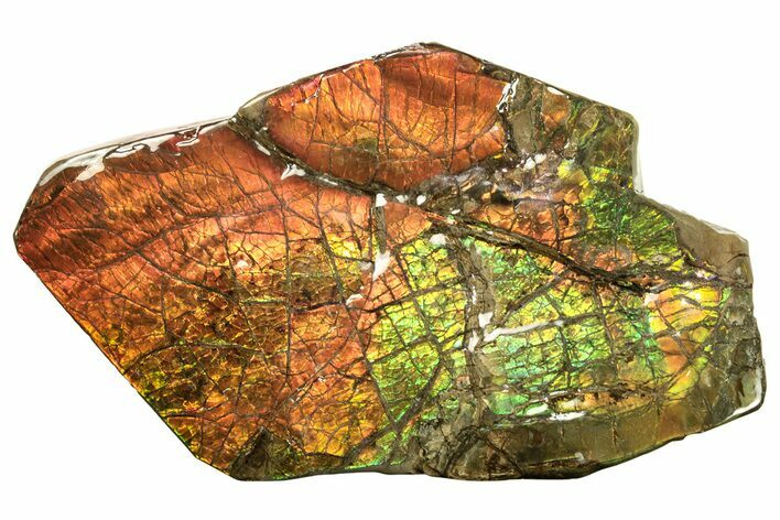 Brilliant Ammolite (Fossil Ammonite Shell) - Beautiful Iridescence! #264858